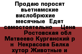 Продаю поросят вьетнамские вислобрюхие 1,5 месячные. Едят самостоятельно. › Цена ­ 1 500 - Ростовская обл., Матвеево-Курганский р-н, Некрасова Балка хутор Животные и растения » Другие животные   